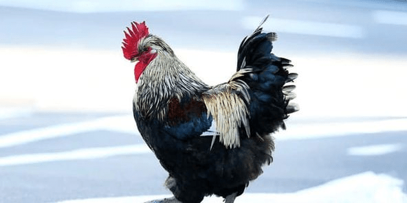 This image has an empty alt attribute; its file name is image-105.png